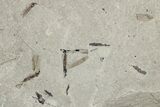 Detailed Fossil Feather, Leaf, Crane Flies & Beetle - Utah #242713-3